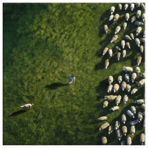Jesus Chases the Lost Sheep Wall Art Canvas 1