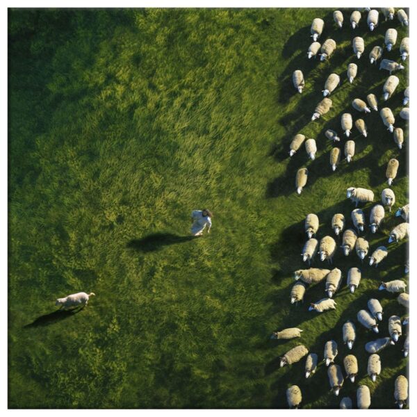 Jesus Chases the Lost Sheep Wall Art Canvas
