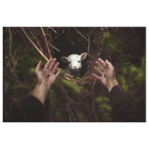 Jesus' Hand Reaching Out to Rescue a Lamb Wall Art Canvas 1